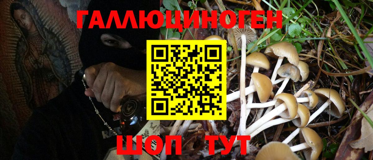 Псилоцибиновые грибы Psilocybine cubensis Малгобек